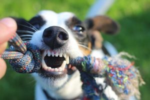 Dog wanting to play with a rope toy