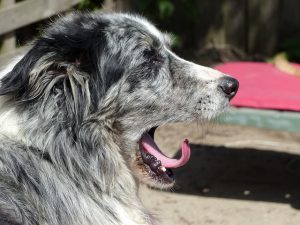 Dog yawning 