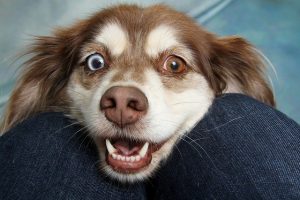 A dog with one brown eye and one blue eye looking at his human