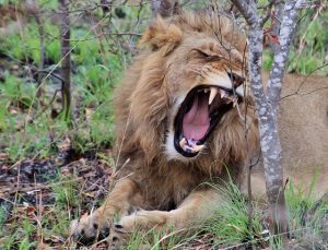 Large Lion roaring laying down.