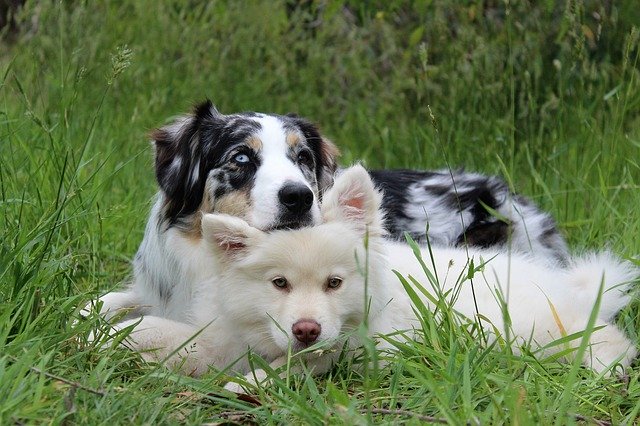 Two dogs cuddled in grass