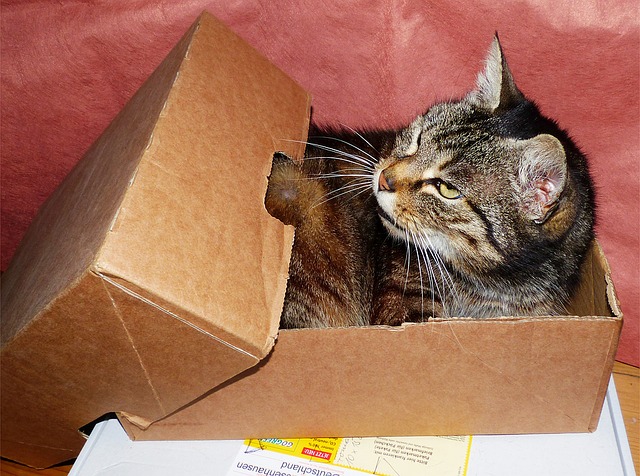 cat in a box