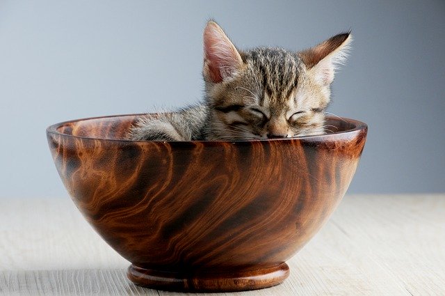 cat sleeping in a bowl