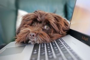 Create Online Donation Forms for Nonprofits