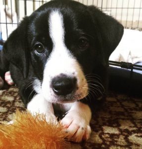 How Crate Training Works