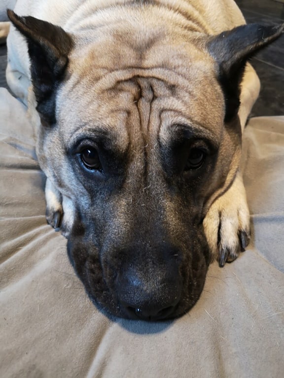 Princess jasmine, Presa Canario 