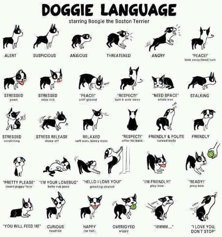 How To Help Your New Dog Adjust After Adoption with dog body language.