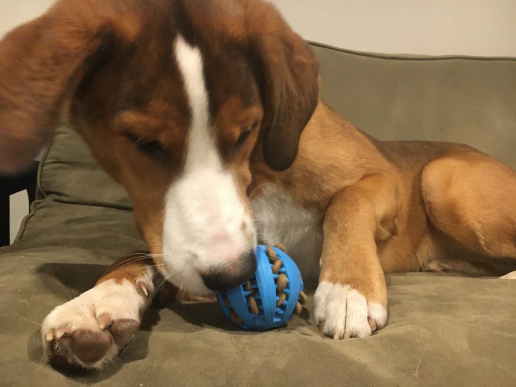 Toby playing with the ball 