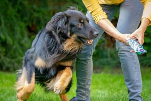 Urgent Three Commands That Can Save Your Dogs Life