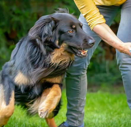 commands that can save your dogs life
