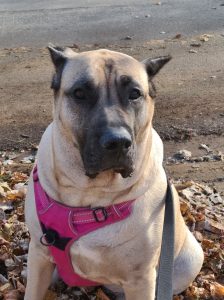 Things to Consider When Getting a New Dog